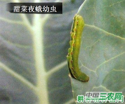 种胡萝卜如何防治甜菜夜蛾？