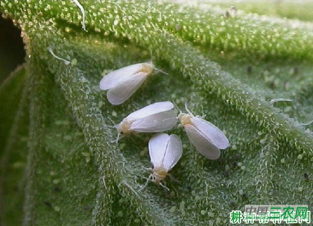 种豆角（豇豆）如何防治温室白粉虱？