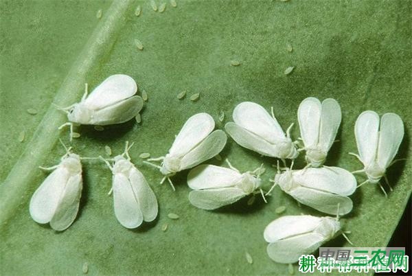 种豆角（豇豆）如何防治温室白粉虱？