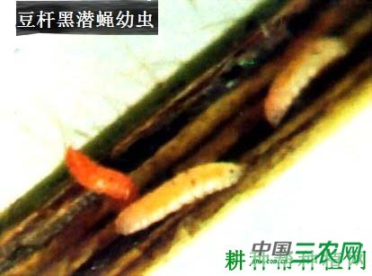 种豆角（豇豆）如何防治豆杆黑潜蝇？