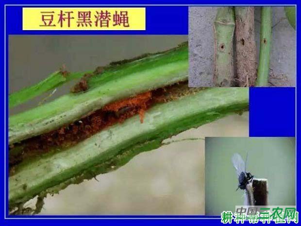 种豆角（豇豆）如何防治豆杆黑潜蝇？