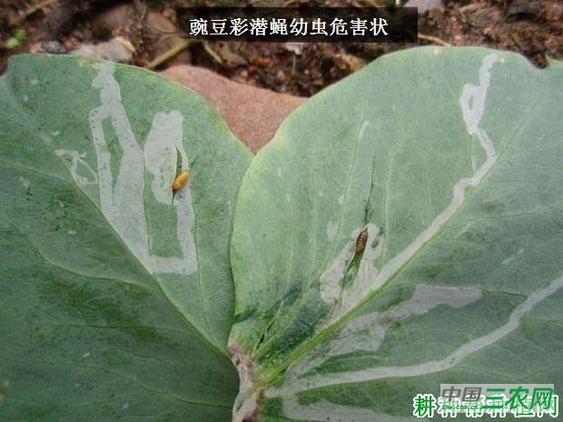 种豆角（豇豆）如何防治豌豆彩潜蝇？