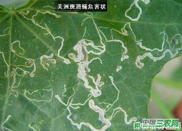 种豆角（豇豆）如何防治美洲斑潜蝇？