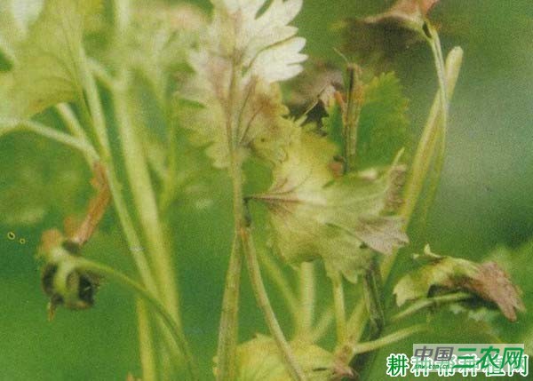 种香菜（芫荽）如何防治香菜晚疫病？