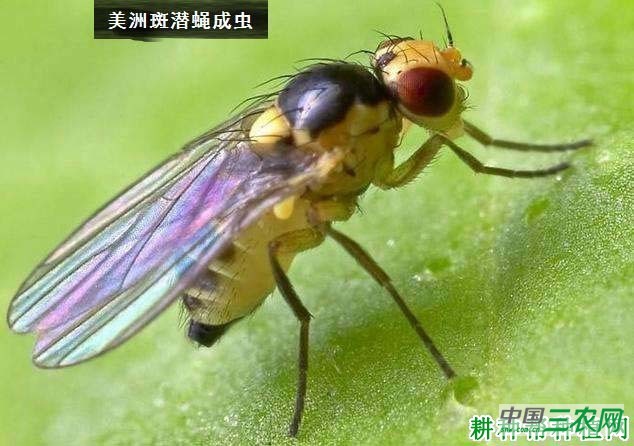 种豆角（豇豆）如何防治美洲斑潜蝇？