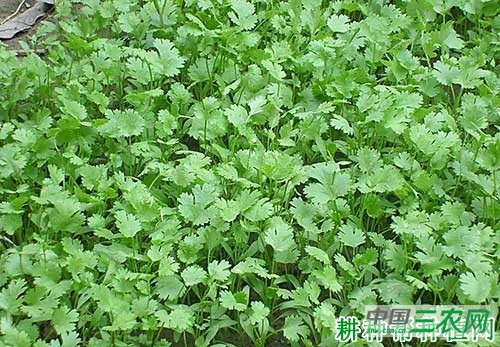 种香菜（芫荽）如何防治香菜早疫病？