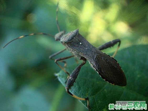 种豆角（豇豆）如何防治点蜂缘蝽？