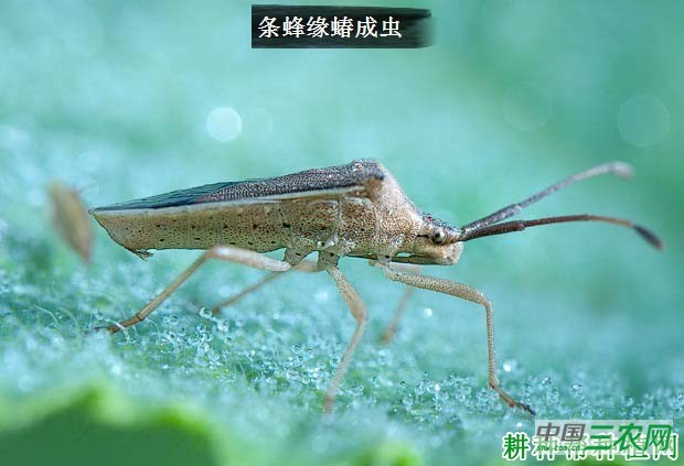 种豆角（豇豆）如何防治条蜂缘蝽？