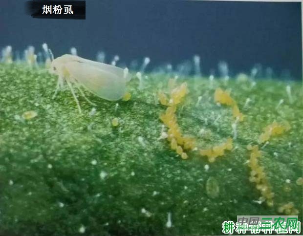 种胡萝卜如何防治烟粉虱？