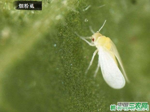 种胡萝卜如何防治烟粉虱？