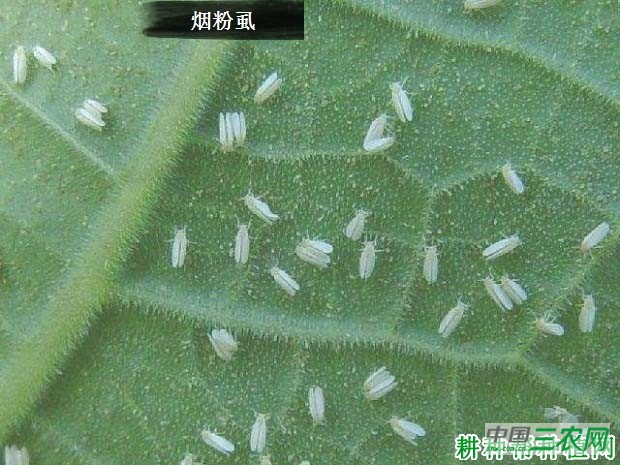 种胡萝卜如何防治烟粉虱？