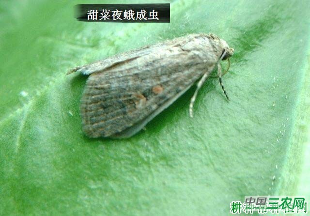 种豆角（豇豆）如何防治甜菜夜蛾？