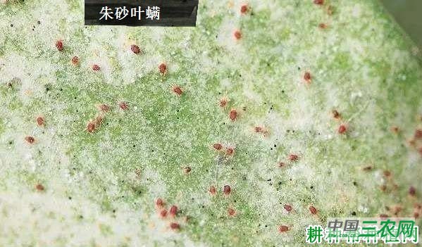 种豆角（豇豆）如何防治朱砂叶螨？