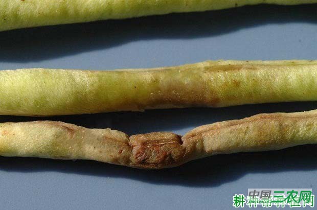 种豆角（豇豆）如何防治豆角细菌性疫病？