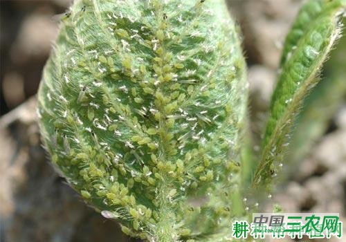 种四季豆如何防治豆蚜？