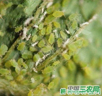 种四季豆如何防治豆蚜？