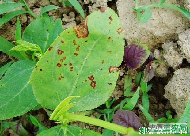 种豆角（豇豆）如何防治豆角斑枯病？