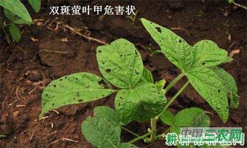 种四季豆如何防治双斑萤叶甲？