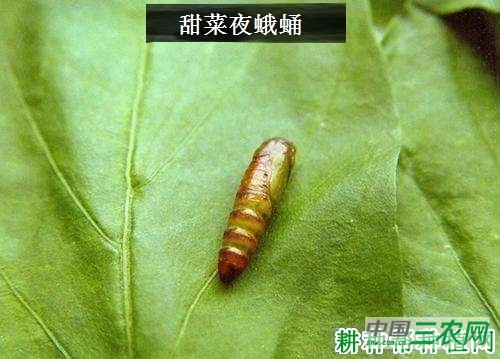 种豌豆如何防治甜菜夜蛾？