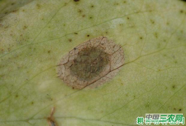 种豌豆如何防治豌豆细菌性叶斑病？