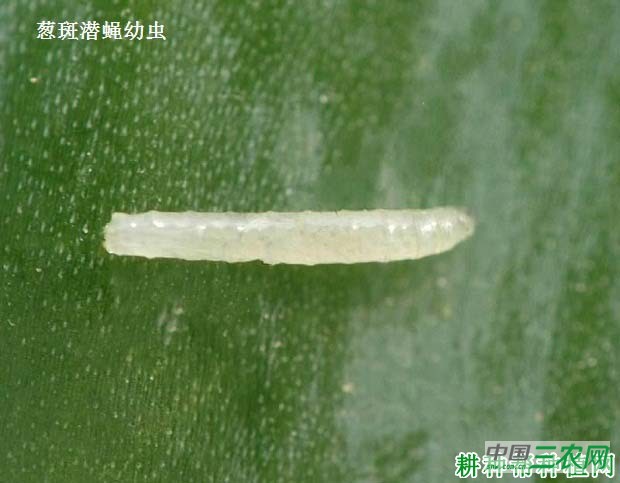 种大蒜如何防治葱斑潜蝇？