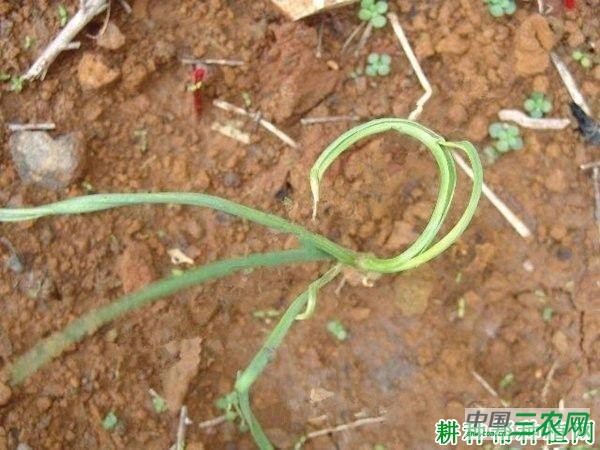 种大蒜如何防治大蒜花叶病？