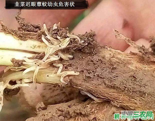 种大葱如何防治韭菜迟眼蕈蚊？