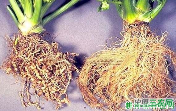 种芹菜如何防治芹菜根结线虫病？