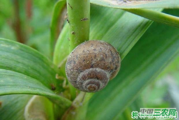 种大蒜如何防治灰巴蜗牛？