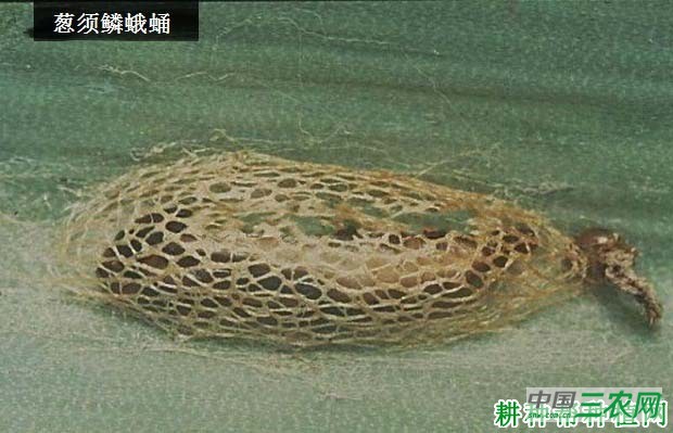 种大蒜如何防治葱须鳞蛾？