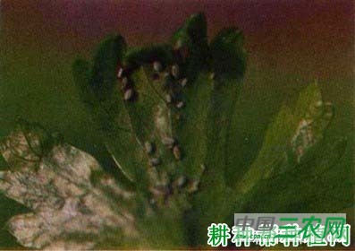 种芹菜如何防治胡萝卜微管蚜？