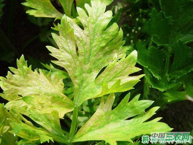 种芹菜如何防治芹菜细菌叶斑病？