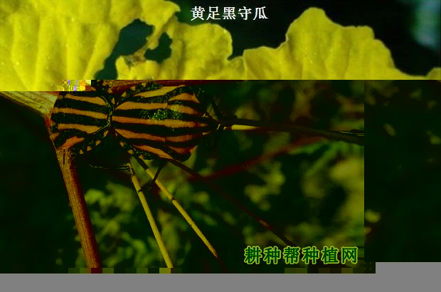 种芹菜如何防治赤条蝽？