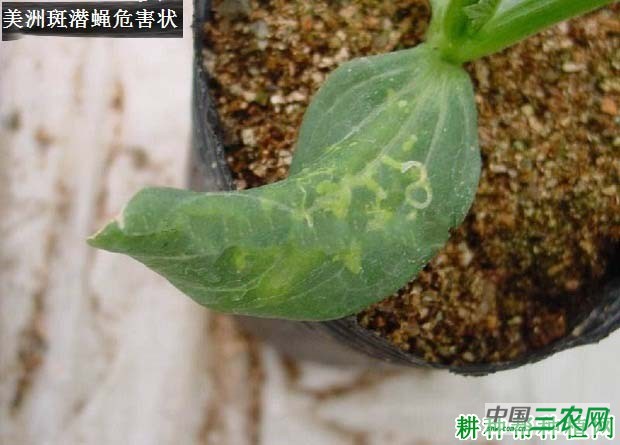 种西葫芦如何防治美洲斑潜蝇？