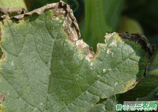 种西葫芦如何防治西葫芦叶枯病？