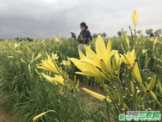 黄花菜怎么样采摘？