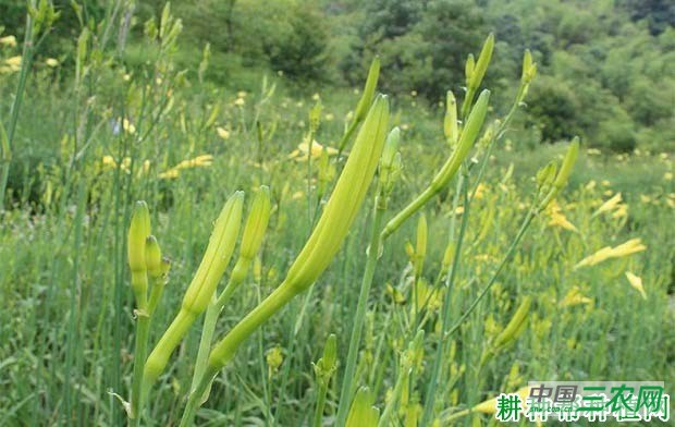 种植黄花菜如何选品种？