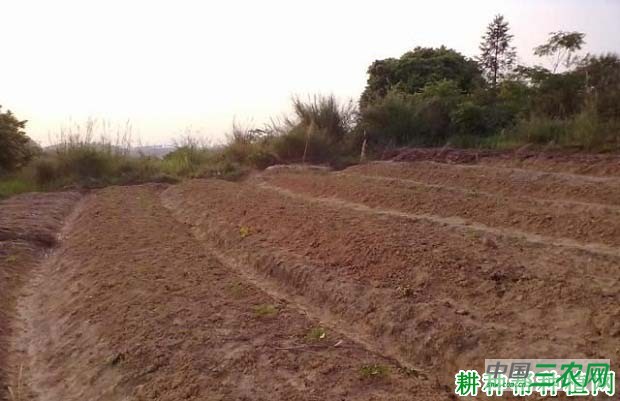 种植黄花菜前怎么整地？