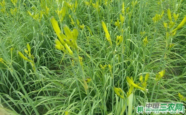 种植黄花菜前怎么整地？