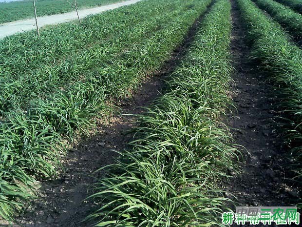 种植黄花菜前怎么整地？