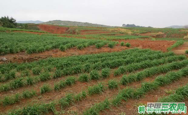 种黄花菜为什么要培土？