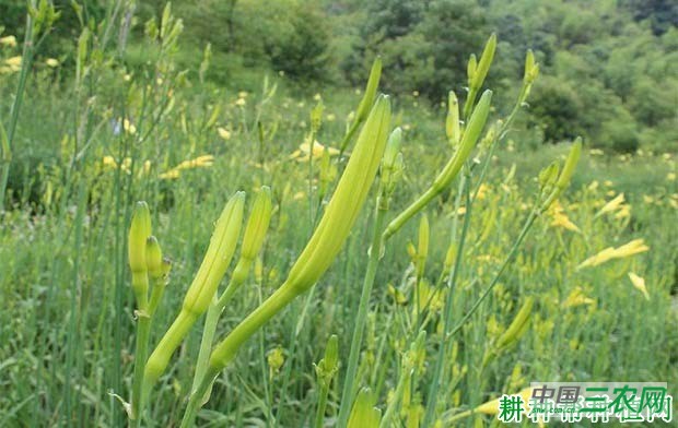 种黄花菜为什么要培土？