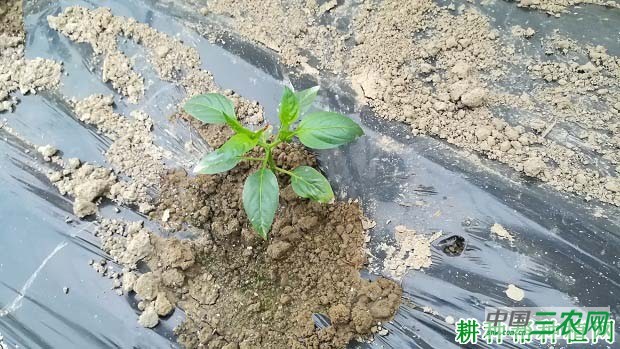 辣椒每亩种植多少株？