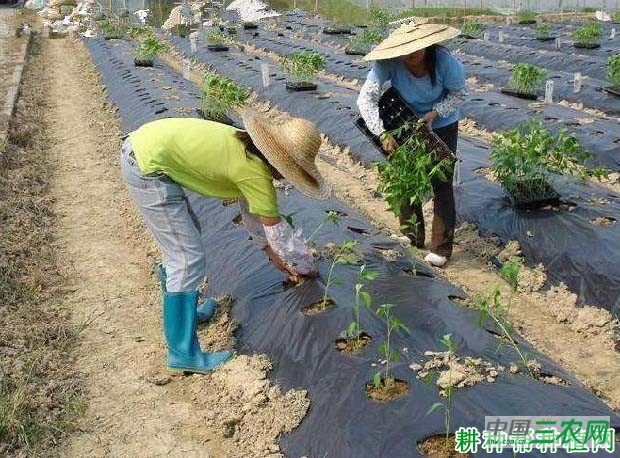 辣椒每亩种植多少株？