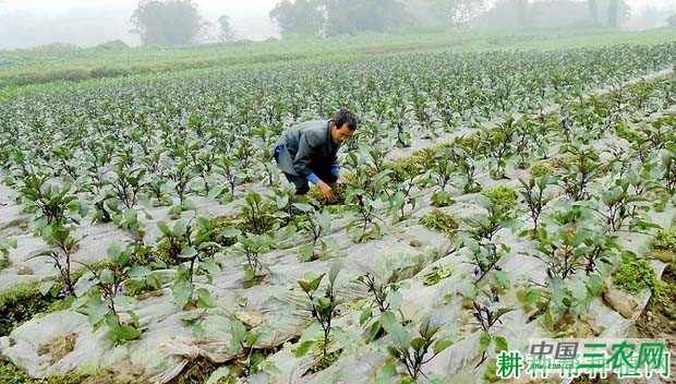 茄子怎样施肥好？茄子施肥需要注意什么