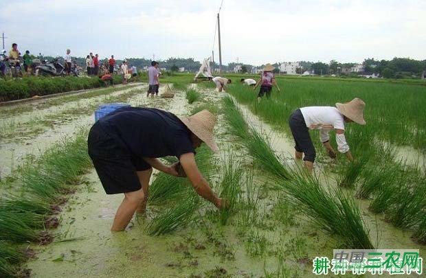 种马蹄需要注意什么？