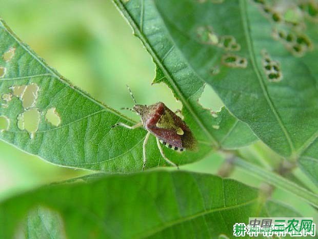 种芦笋如何防治斑须蝽？