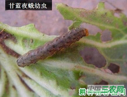 西兰花（青花菜）如何防治甘蓝夜蛾？