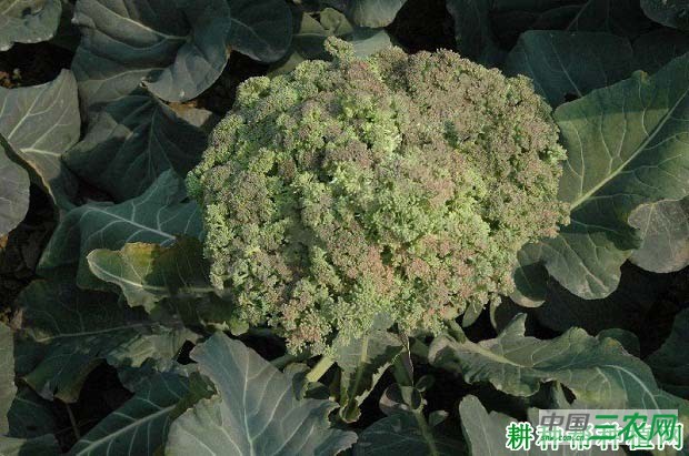 西兰花（青花菜）不良花球如何防治？