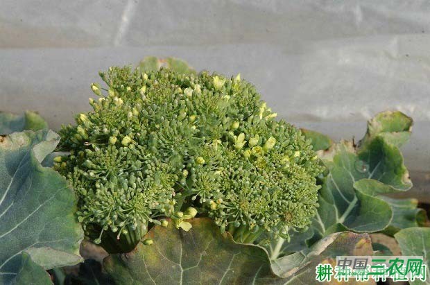 西兰花（青花菜）不良花球如何防治？